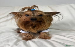 Yorkshire Terrier dogs for stud: Toy Yorkshire terrier boy stud  - Image 1