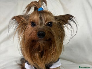 Yorkshire Terrier dogs - Advert 12