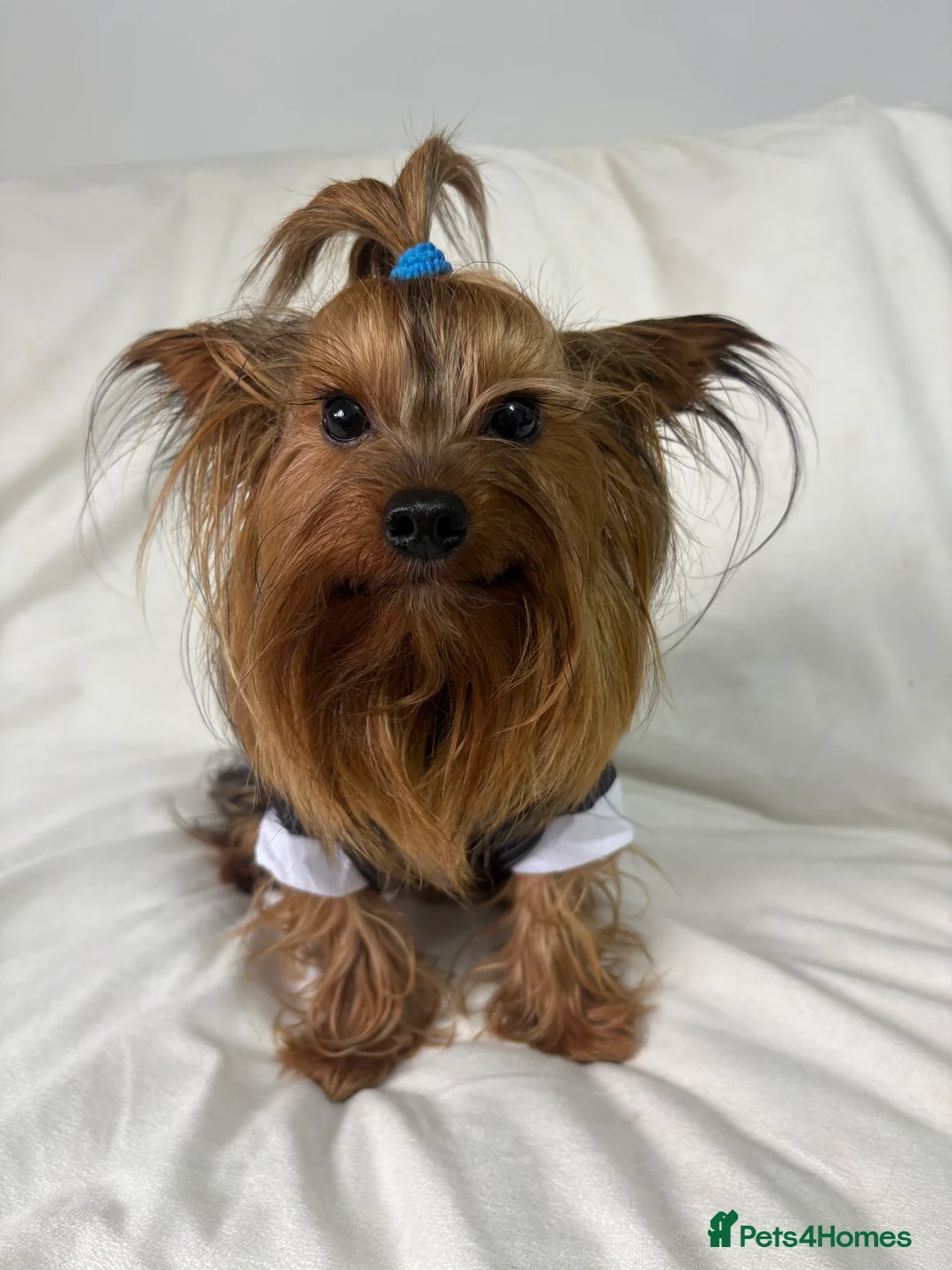 Yorkshire Terrier dogs for stud: Toy Yorkshire terrier boy stud  - Advert 1