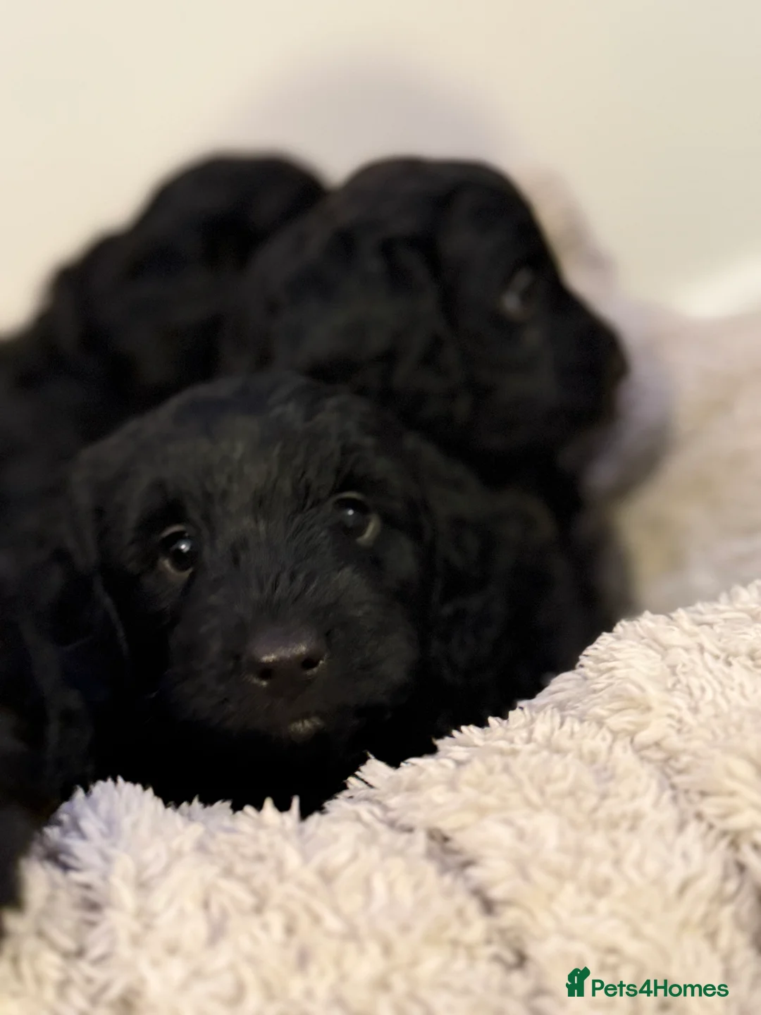 Mixed Breed dogs for sale: Stunning Litter of Sproodles 🤎🖤 - Advert 6