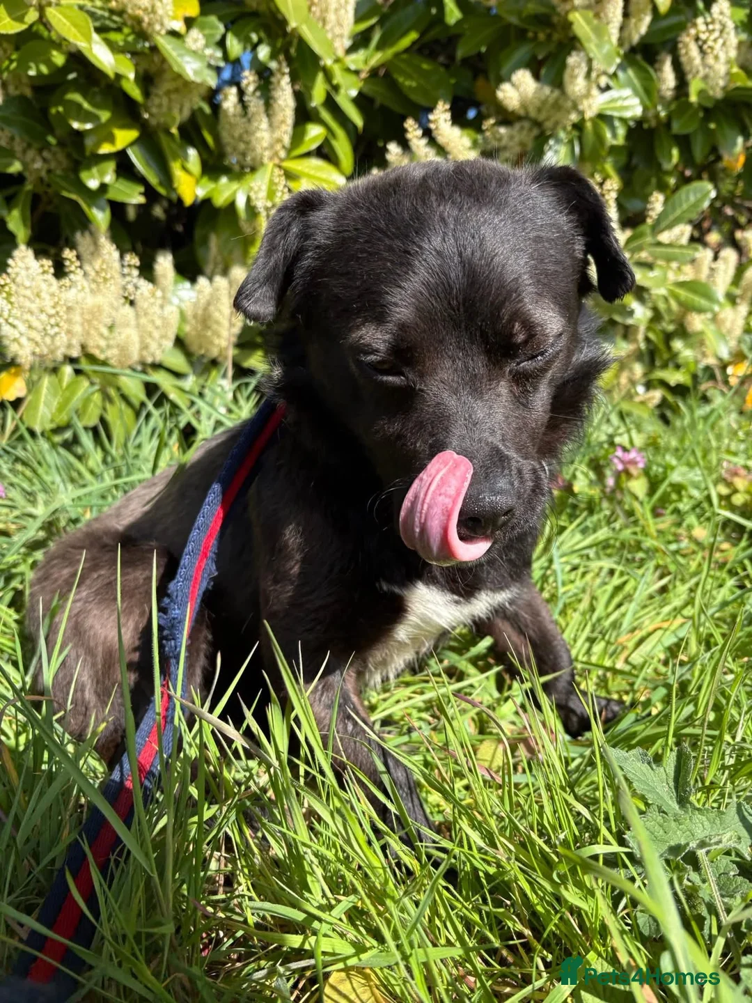 Mixed Breed dogs for adoption: Titch - Norwich Norfolk  - Advert 2