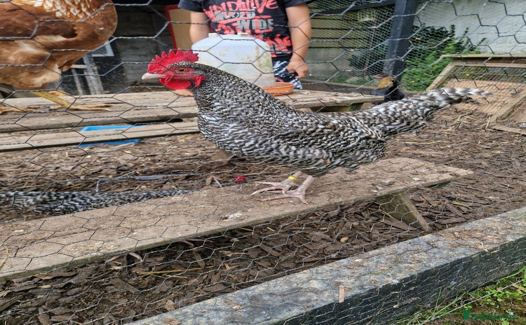 Chickens poultry - Advert 15