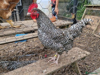 Chickens poultry - Advert 10