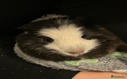 Guinea Pig rodents for sale: 2 male guinea  - Image 1