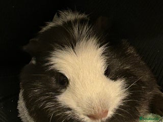 Guinea Pig rodents for sale - Advert 1