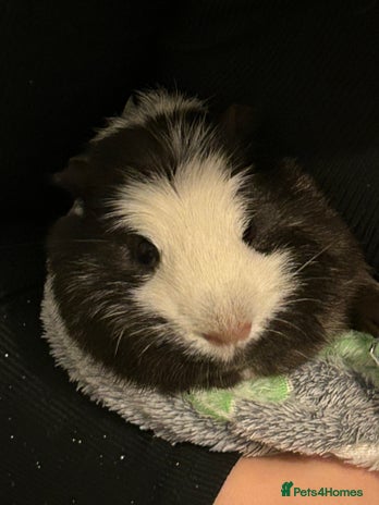 Guinea Pig rodents - Advert 6