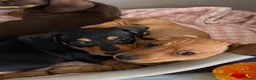 Miniature Dachshund dogs for sale: Last two remaining miniature dachshunds puppies!! - Advert 6