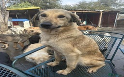 Mixed Breed dogs for adoption: Pettern - Norwich Norfolk  - Image 7