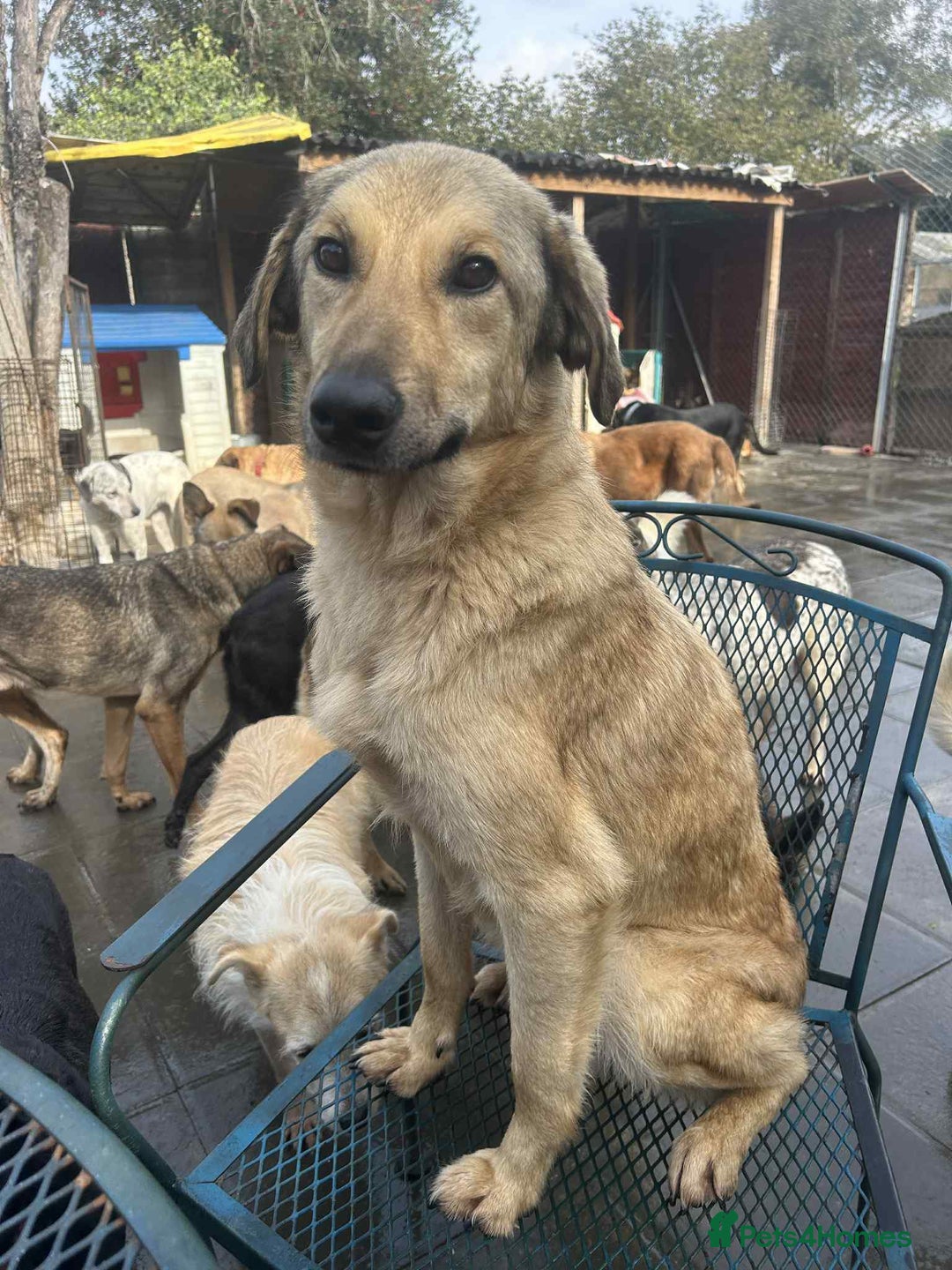 Mixed Breed dogs for adoption: Pettern - Norwich Norfolk  - Image 7