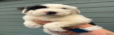 Old English Sheepdog 1