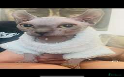 Sphynx cats for sale: Beautiful blue litter of Sphynx kittens - Advert 11