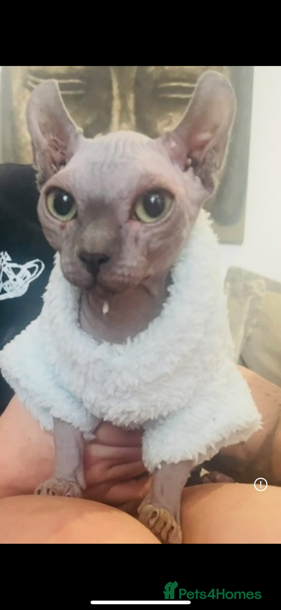 Sphynx cats for sale: Beautiful blue litter of Sphynx kittens - Advert 11