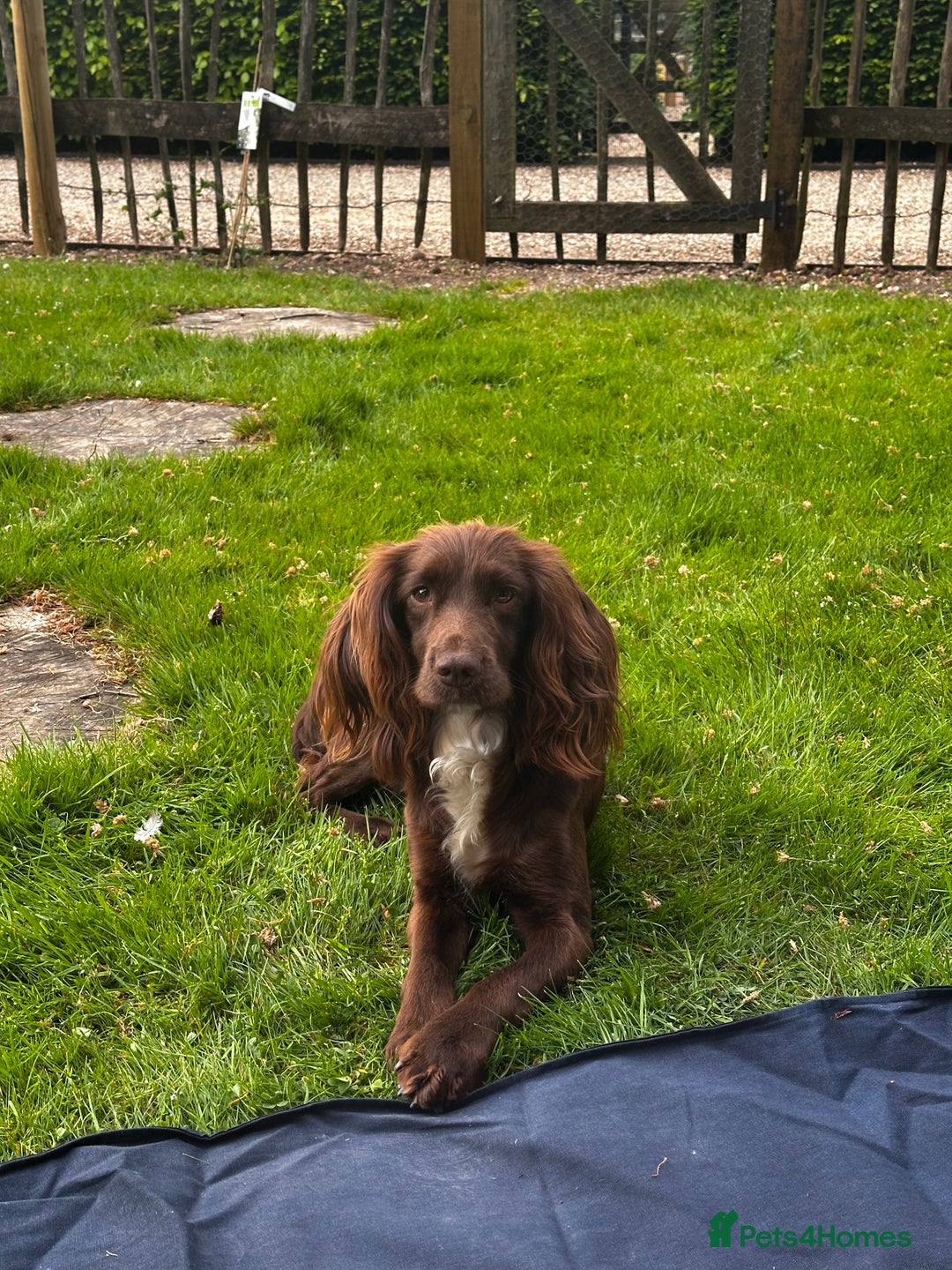 Sprocker dogs for sale: 4 Beautiful Boy Spaniels Left! - Advert 5