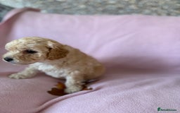 Labradoodle dogs for sale: Last three F1BB mini/toy labradoodle puppies  - Image 6