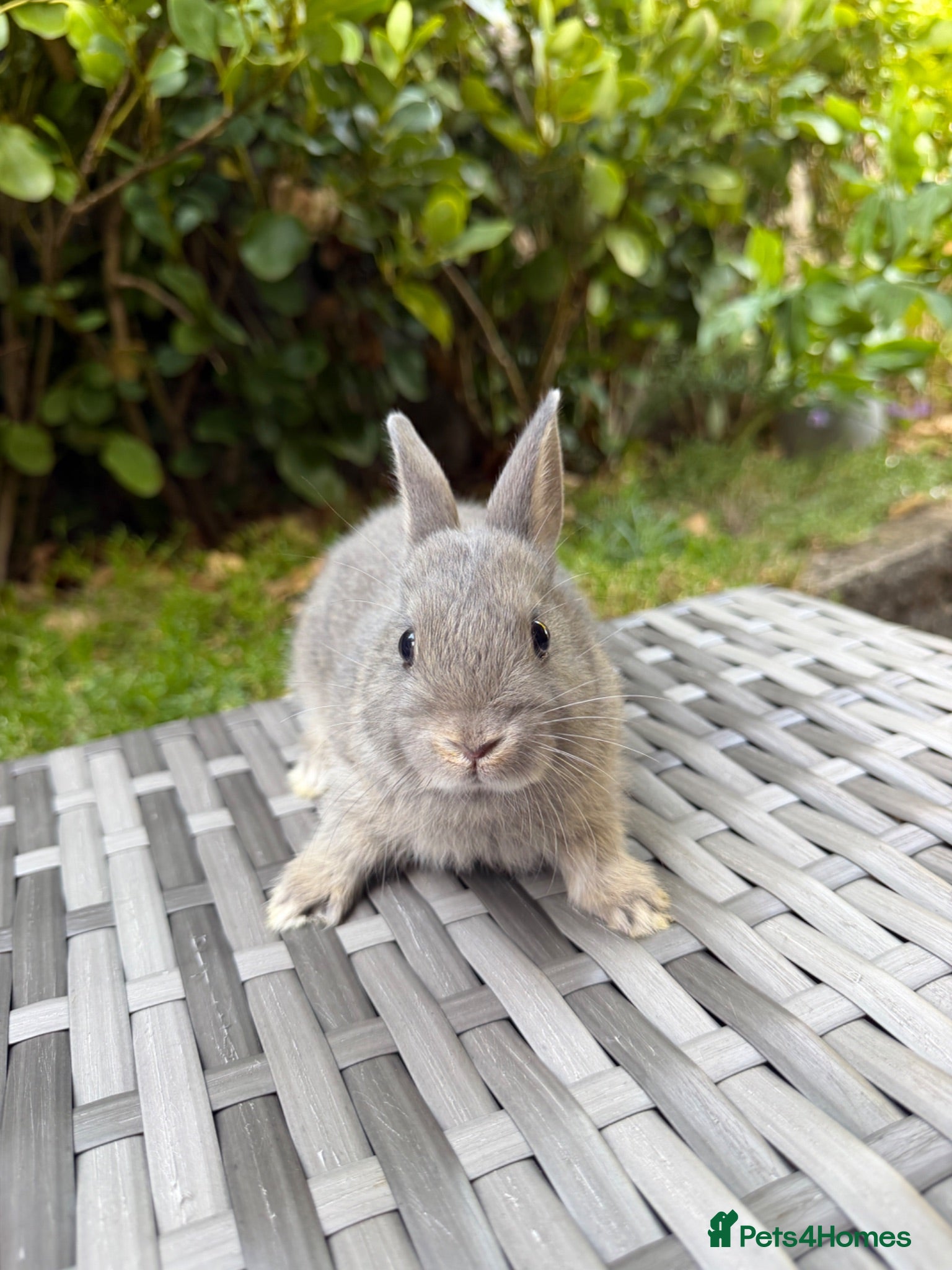 Netherland Dwarf rabbits Ready for new home,Purebred Netherland Dwarf - Advert 1