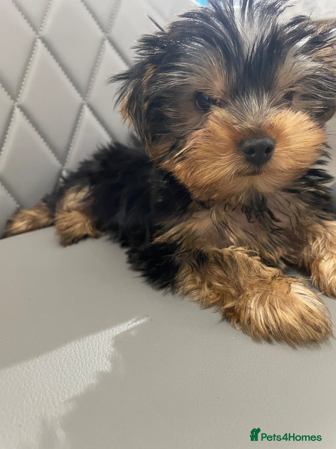 Yorkshire Terrier dogs for sale: 1 Beautiful Miniature Yorkshire Terrier girl  - Advert 19