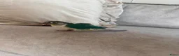 Conures birds for sale: X2 conures for sale - Advert 4
