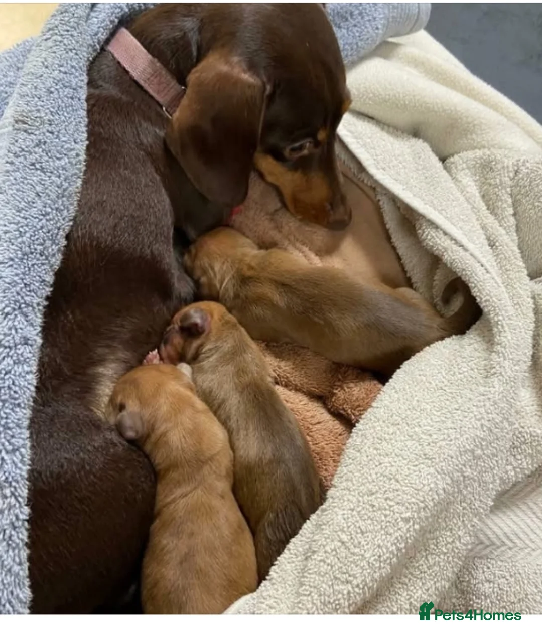 Miniature Dachshund dogs for sale: Beautiful shaded red miniature  dachshund puppies  - Advert 9