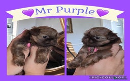 Shih Tzu dogs for sale: Stunning KC chocolate imperial Shihtzu puppies - Image 24