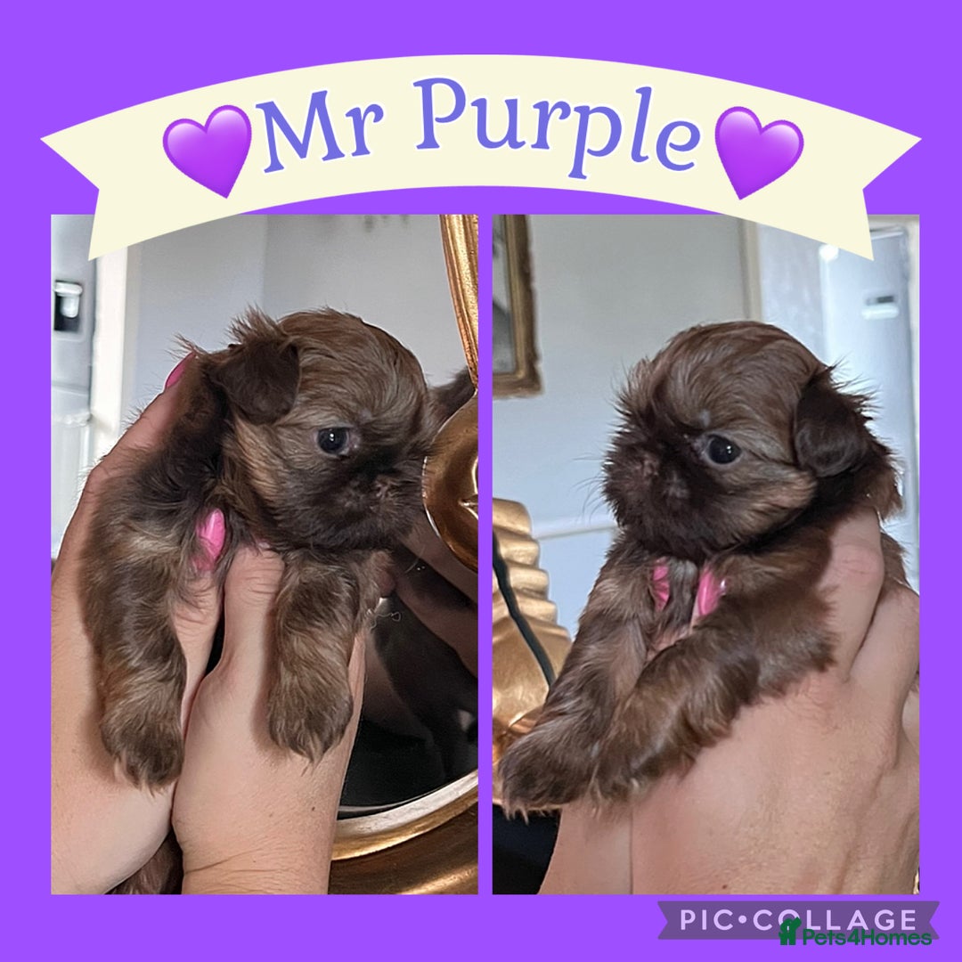 Shih Tzu dogs for sale: Stunning KC chocolate imperial Shihtzu puppies - Image 24