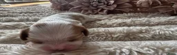 Cavalier King Charles Spaniel dogs for sale: Health tested cavalier King Charles spaniel pups - Advert 6