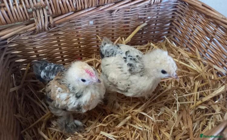 Chickens poultry - Advert 16