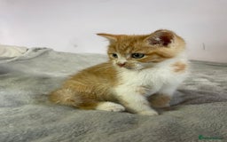 British Shorthair cats for sale: Four kittens ready to go (prices vary) - Image 31