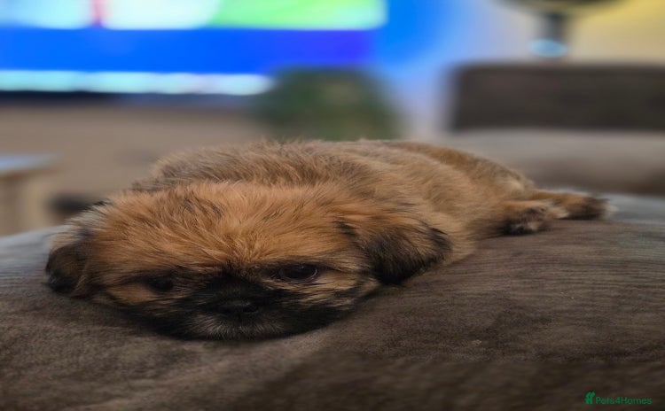 Shih Tzu dogs - Advert 2