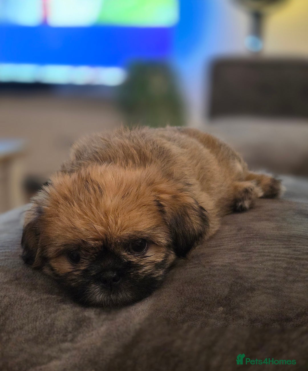 Shih Tzu dogs for sale: Imperial Shihtzu - Image 1