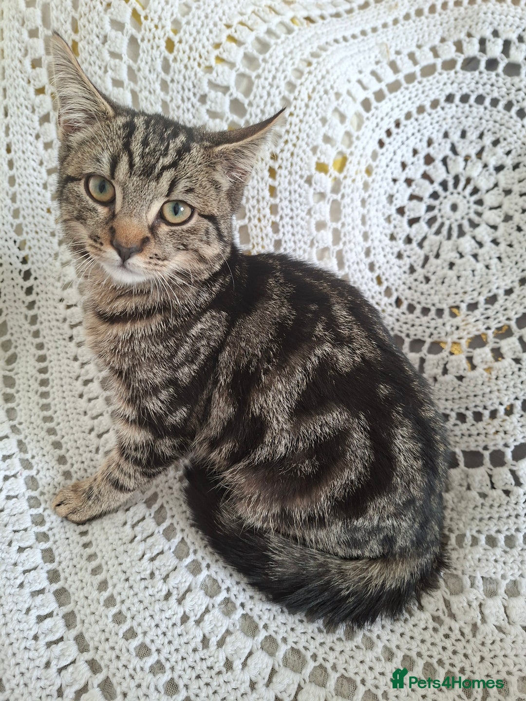 Domestic Shorthair cats for sale: Miss alice s - Advert 3