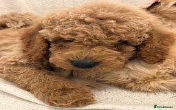Cavapoo dogs for sale: Cavapoo puppy’s Extensively health tested parents - Image 15