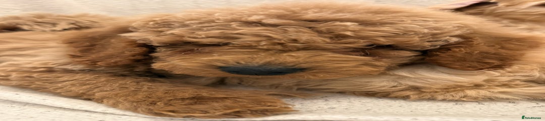 Cavapoo Puppy 1