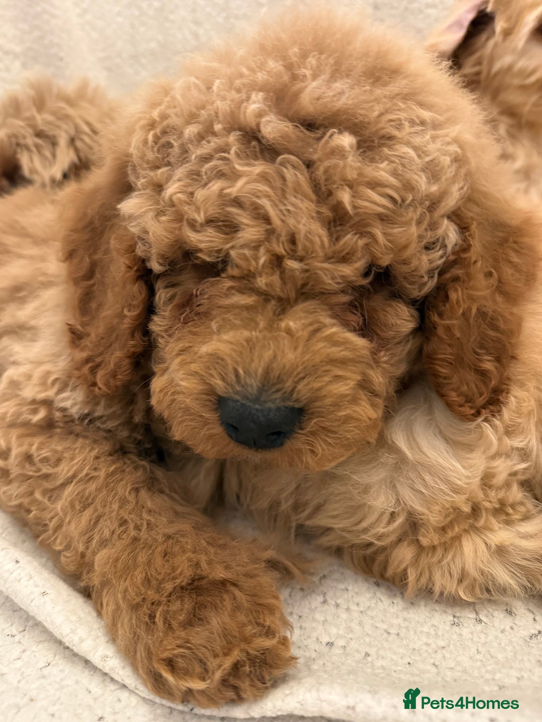 Cavapoo dogs for sale: Cavapoo puppy’s Extensively health tested parents - Image 15