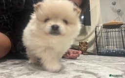 Pomeranian dogs for sale: 2 beautiful teddy bears poms  - Image 4