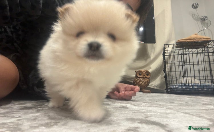 Pomeranian dogs - Advert 14