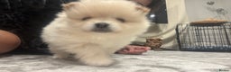 Pomeranian dogs for sale:  Pomeranians pups ready to go on 31st dec  - Advert 4