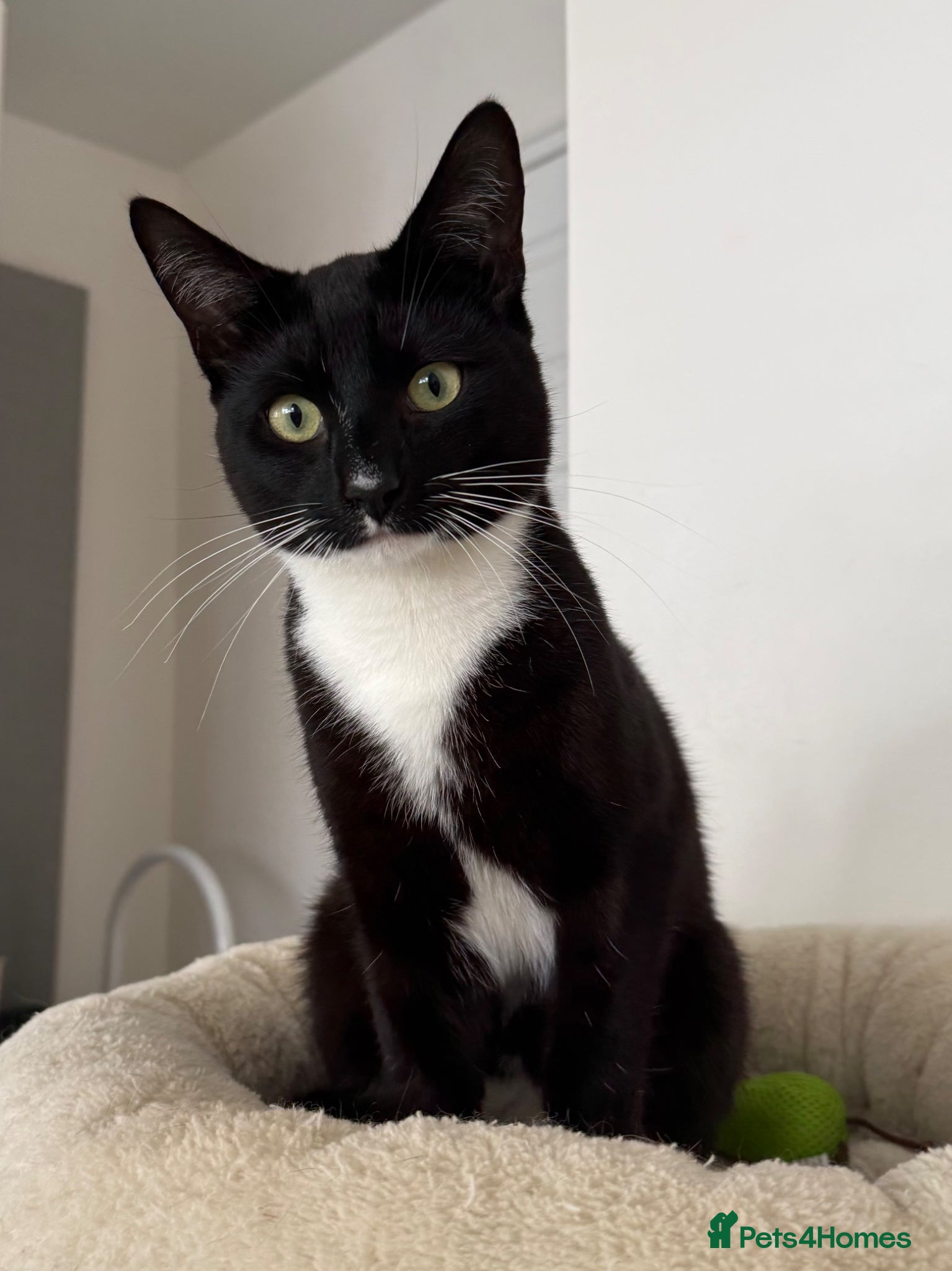 Mixed Breed cats Stunning Tuxedo – £200 - Advert 1