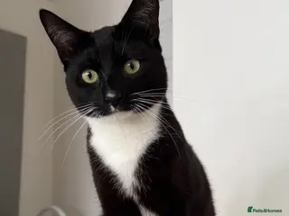 Mixed Breed cats Stunning Tuxedo – £200 - Advert 3