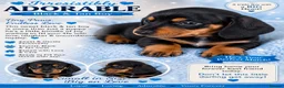 Miniature Dachshund dogs for sale: Miniature dachshund  in Basildon - Advert 6