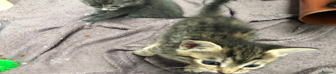 Tabby girl  *SOLD*