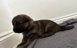 German Shepherd dogs for sale: German Shepherd Pups - Image 5