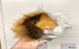 Guinea Pig rodents for sale: Long haired Guinea Pigs For Sale - Image 26