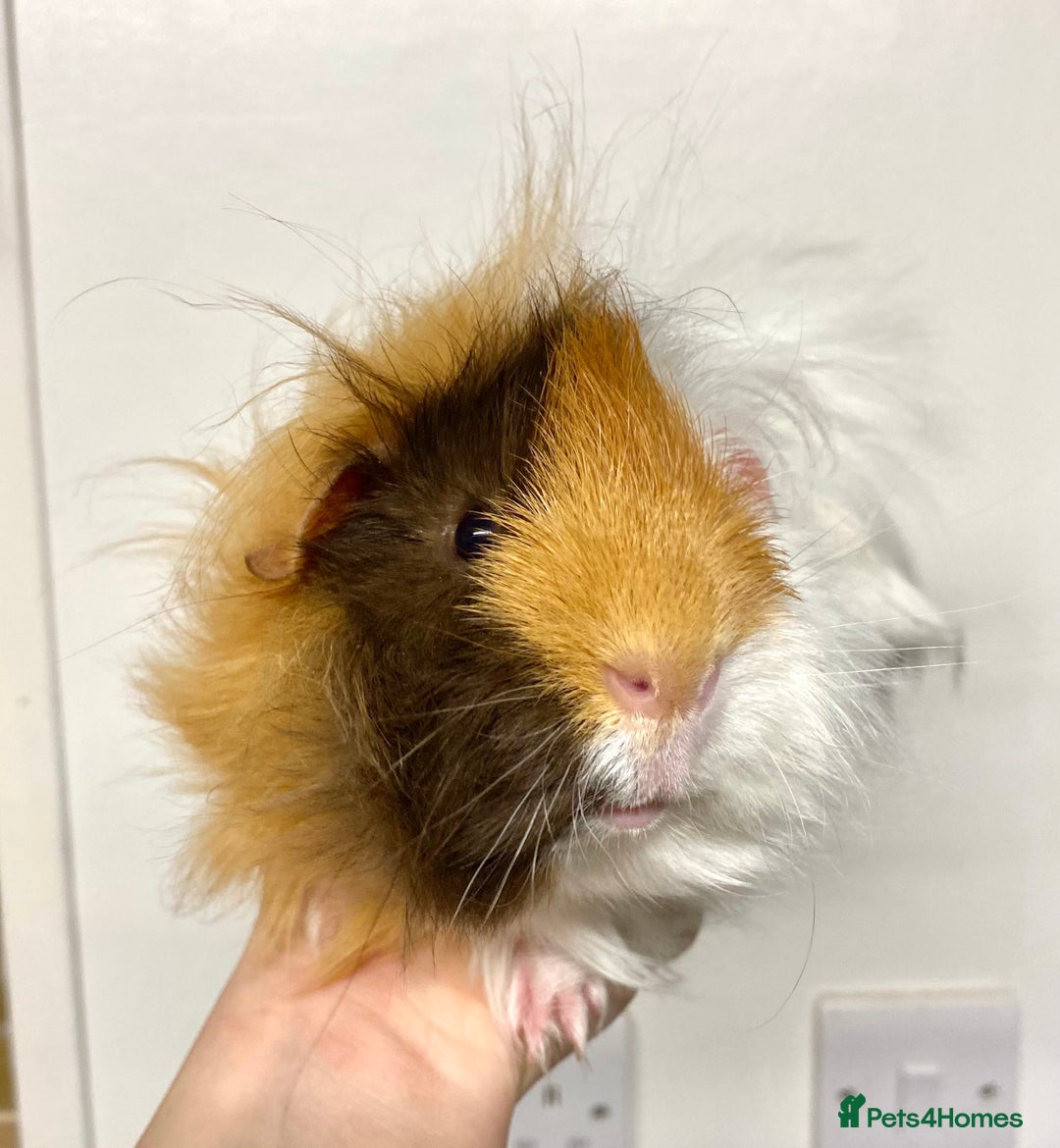 Guinea Pig rodents for sale: Long haired Guinea Pigs For Sale - Image 26