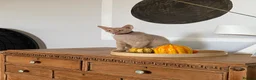 Mixed Breed cats for sale: Rehome Our Charming 5-Year-Old Sphynx in Seaham - Advert 6