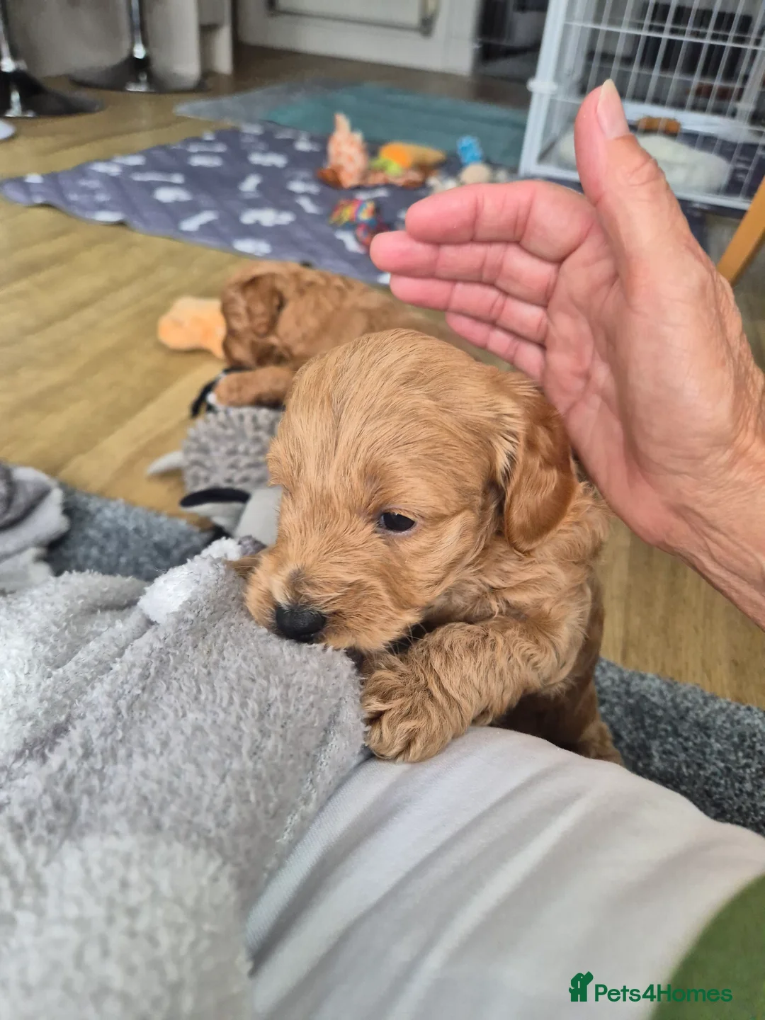 Maltipoo dogs for sale: Maltipoo male - Advert 1