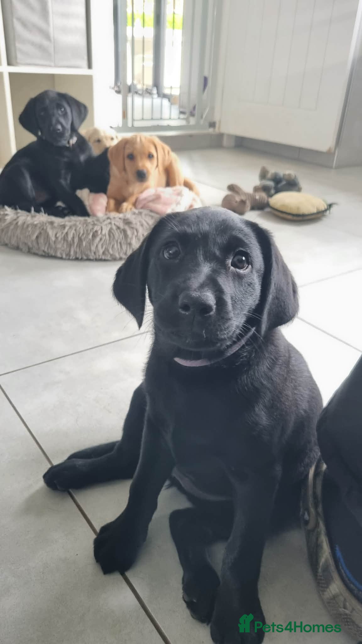 Labrador Retriever dogs Trained Labrador Puppies – Calm, KC Reg UK - Advert 2