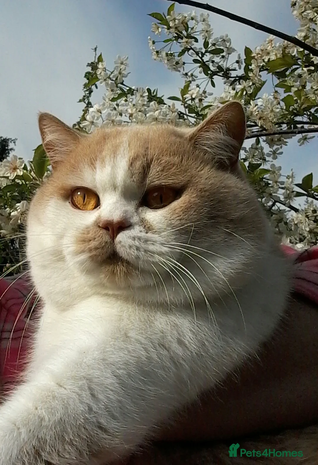 British Shorthair cats for stud: GCCF/TICA proven cream and white bicolour stud  in London - Advert 3