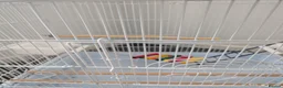 Mixed Breed birds for sale: Bird cage for sale. XXL BRAND NEW accessories Inc. in Dartford - Advert 10
