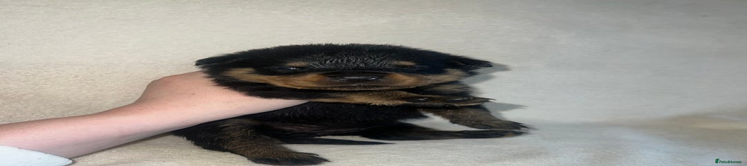 Rottweiler Puppy 10