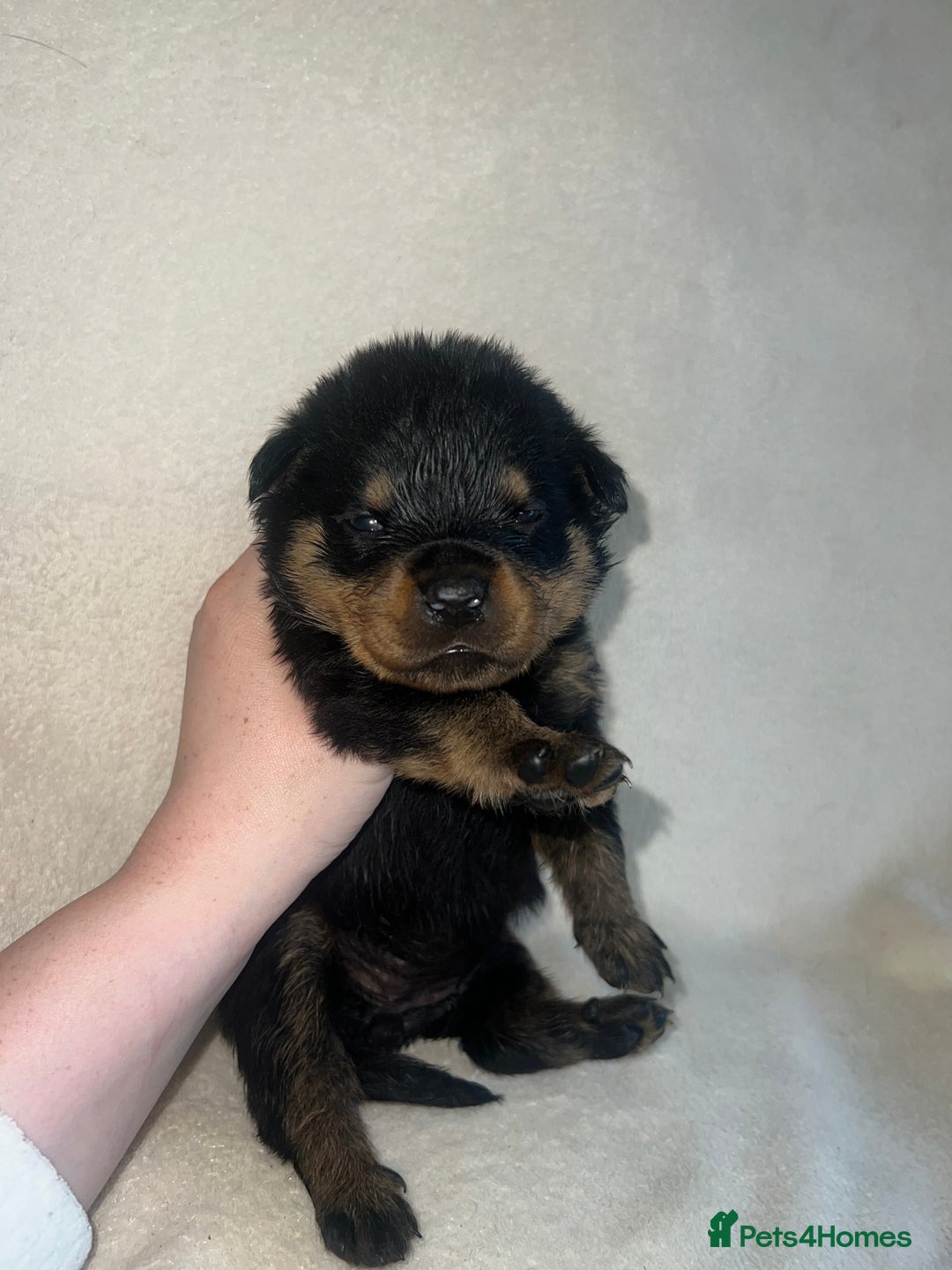 Rottweiler dogs for sale: Stunning Rottweiler puppies  - Image 19